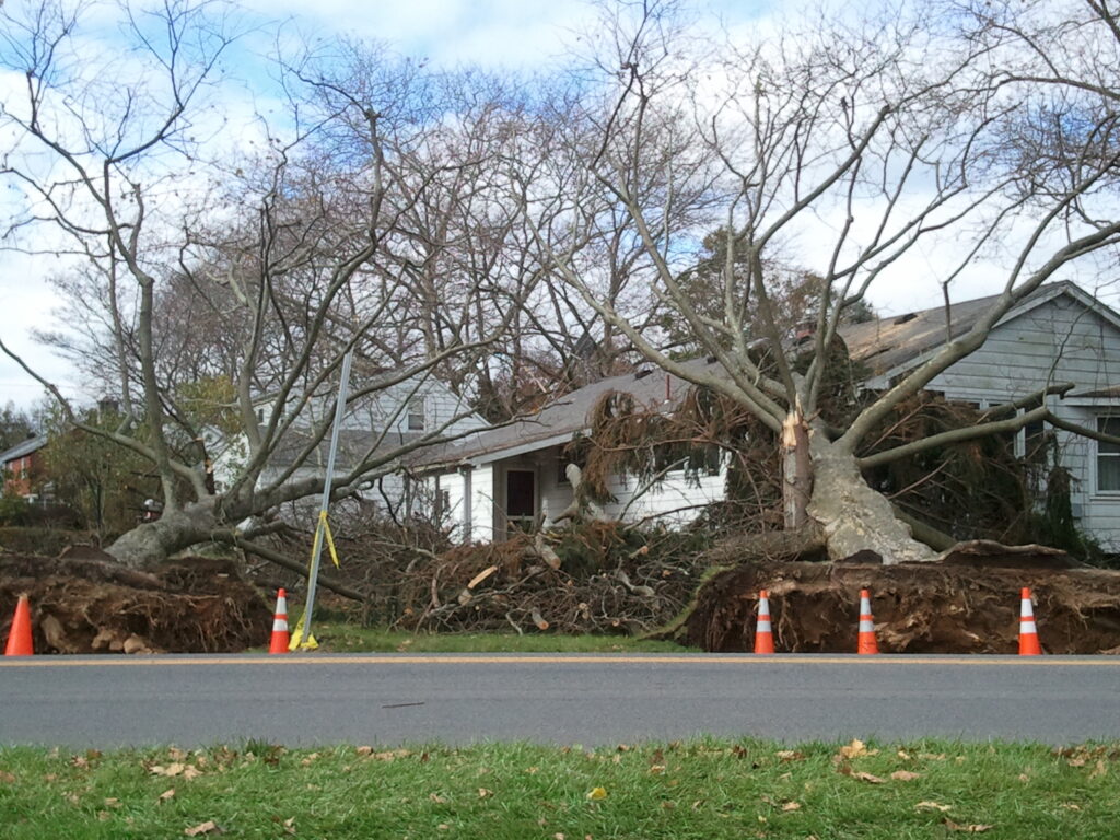 Fallen Tree near a road From Storm Damage in Easton, PA