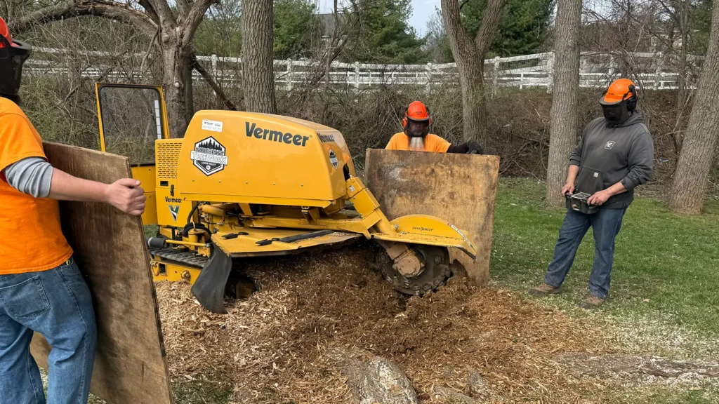Vermeer stump grinder operated by three workers in safety gear removing a large tree stump, with wood chips scattered across a residential lawn.
