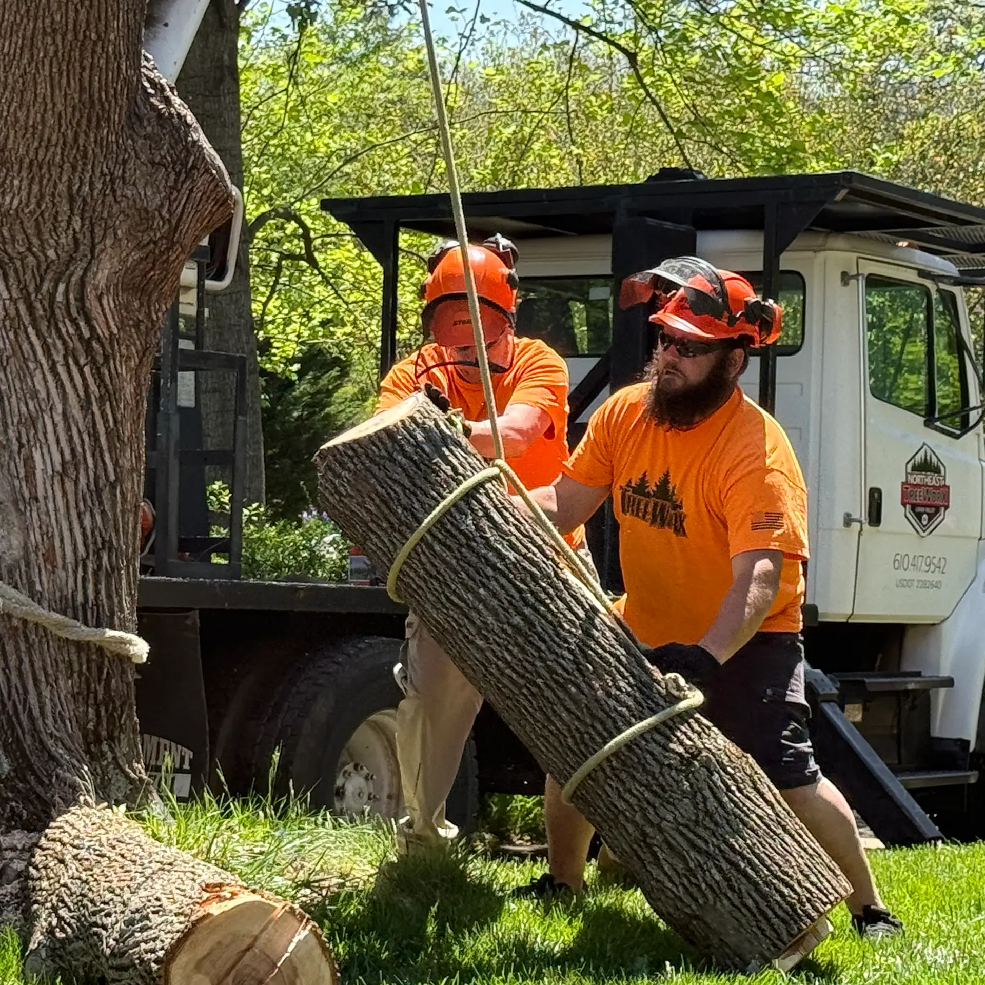 Two tree service workers in orange safety gear lowering a large log section with rope during a tree removal job.